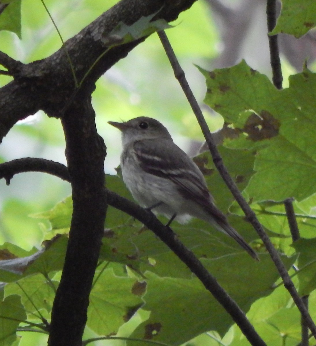 Acadian Flycatcher - ML31800071