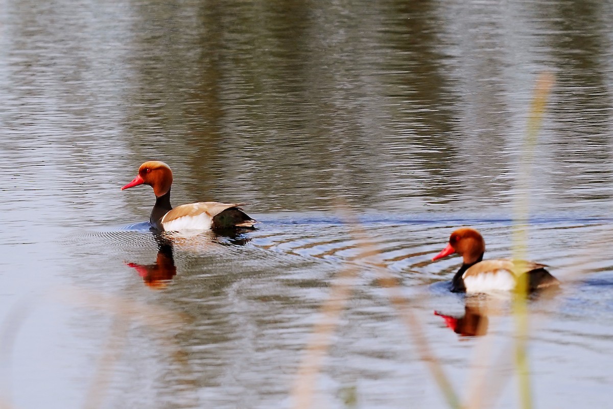 Red-crested Pochard - jian ma