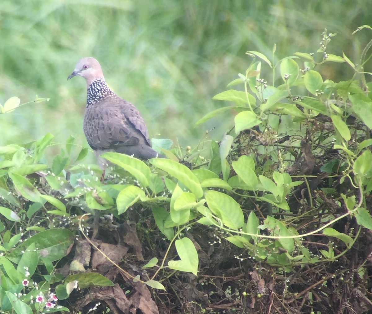 Spotted Dove - ML31800841