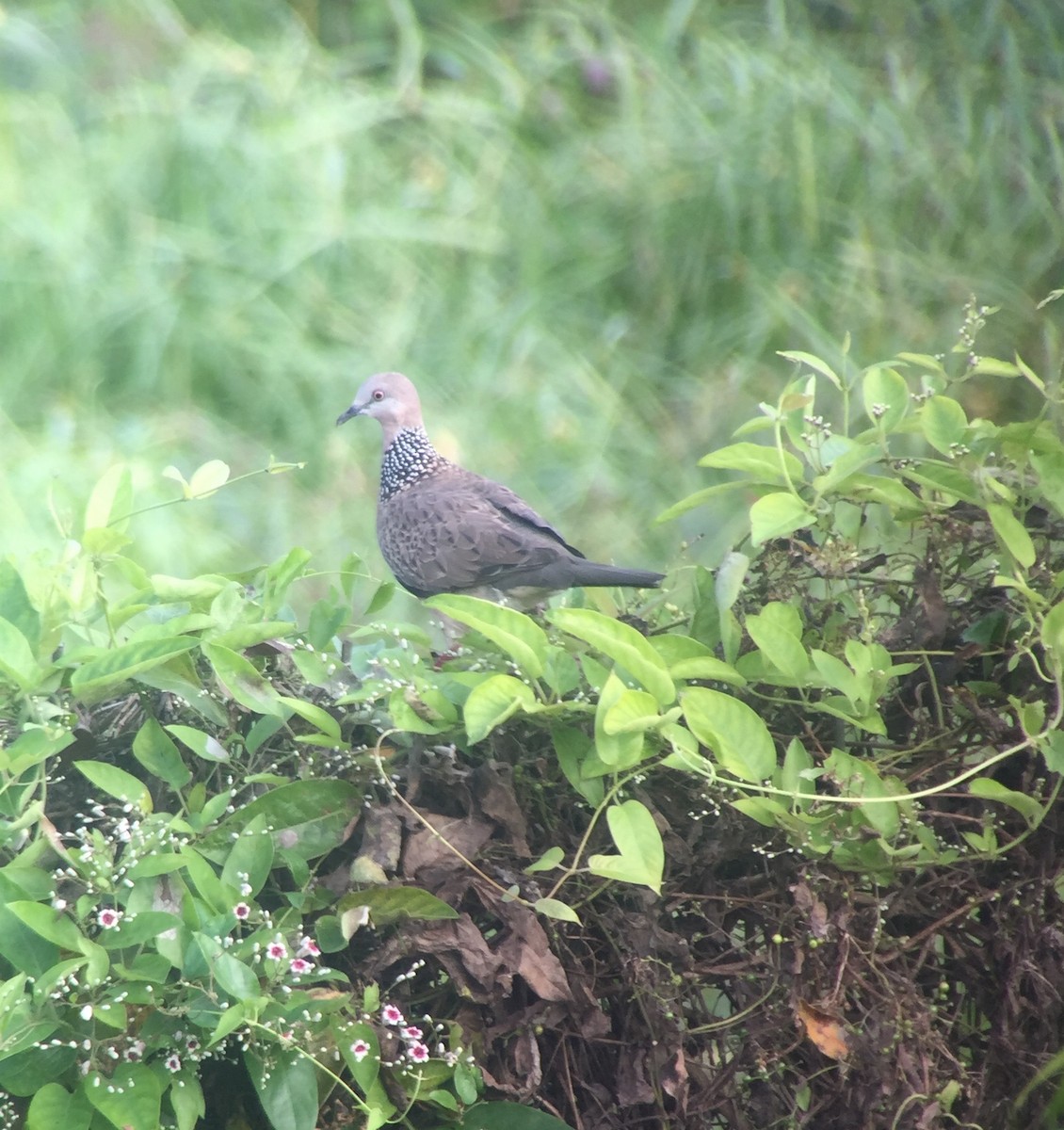 Spotted Dove - ML31800851