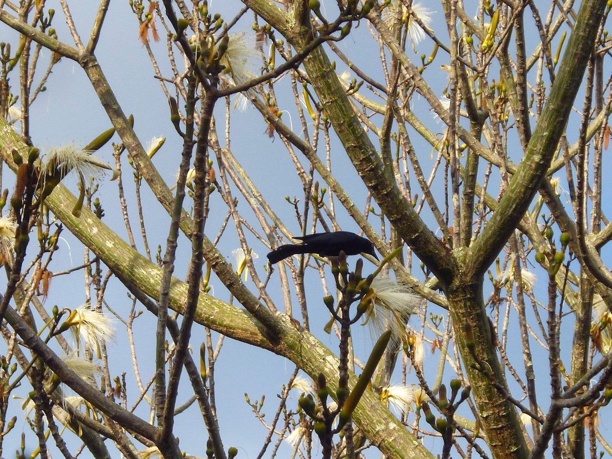 Greater Antillean Grackle - ML318009081