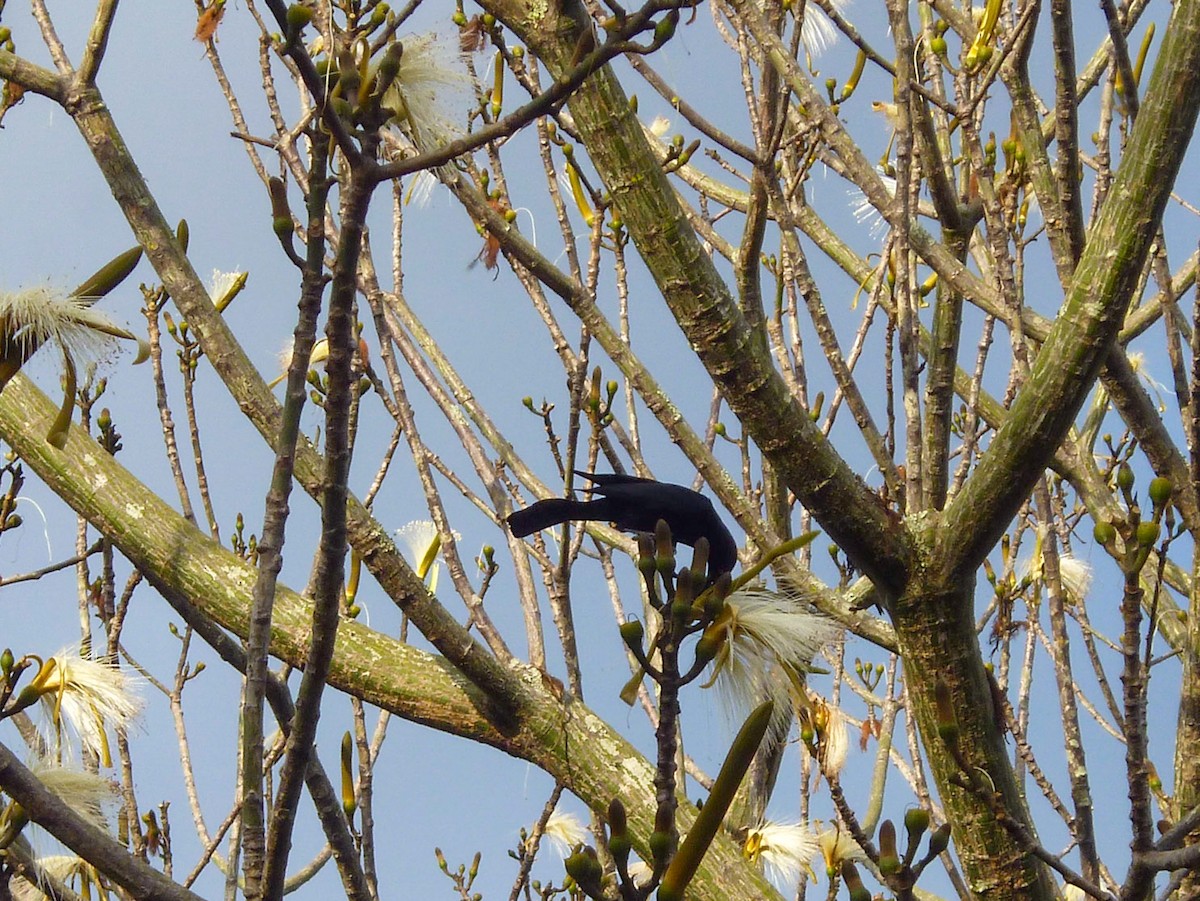 Greater Antillean Grackle - ML318009091