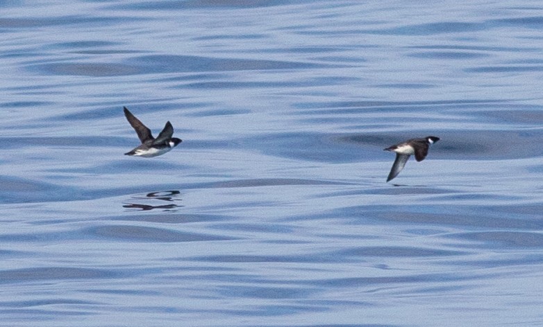Ancient Murrelet - ML318009221