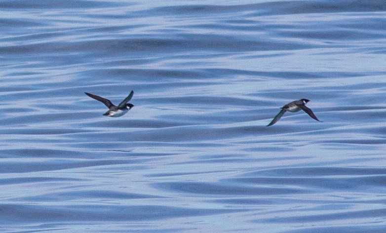 Ancient Murrelet - ML318009231