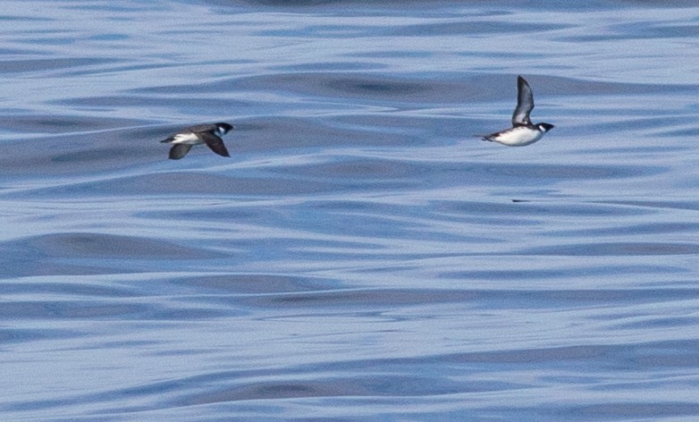 Ancient Murrelet - ML318009241