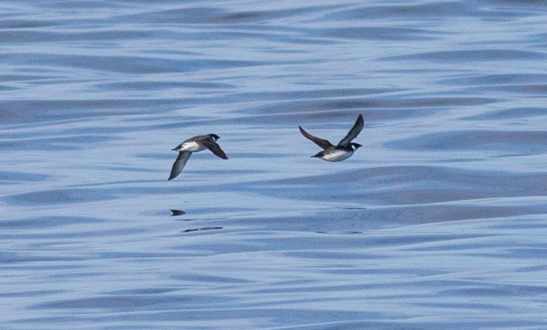 Ancient Murrelet - ML318009251