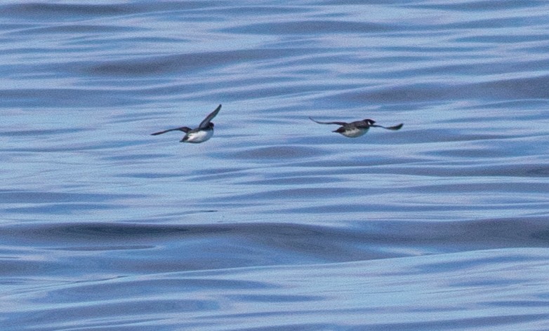 Ancient Murrelet - ML318009261
