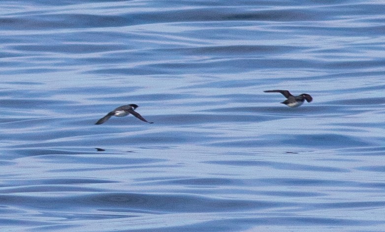 Ancient Murrelet - ML318009271