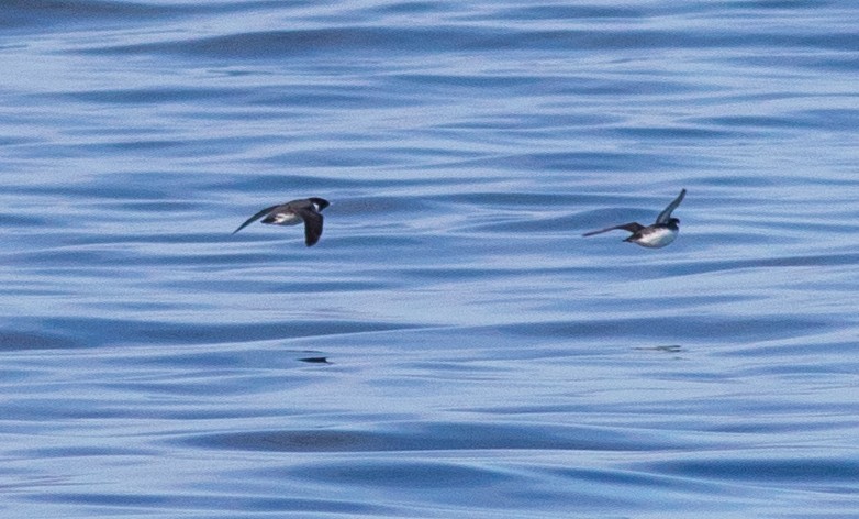 Ancient Murrelet - ML318009281