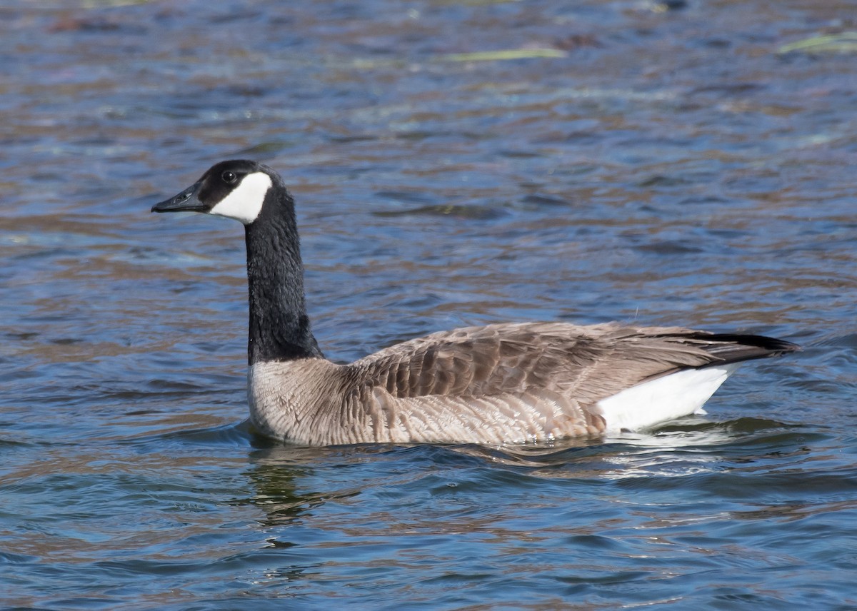 Canada Goose - ML318011891