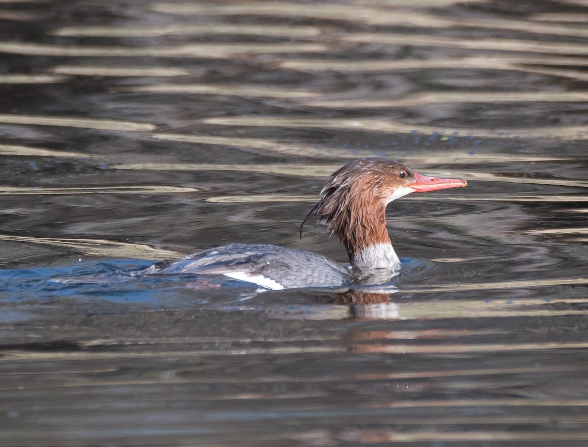 Common Merganser - Gordon Karre