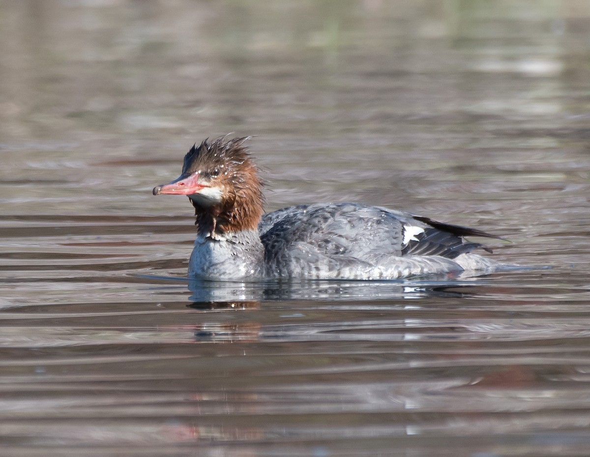 Common Merganser - ML318011981