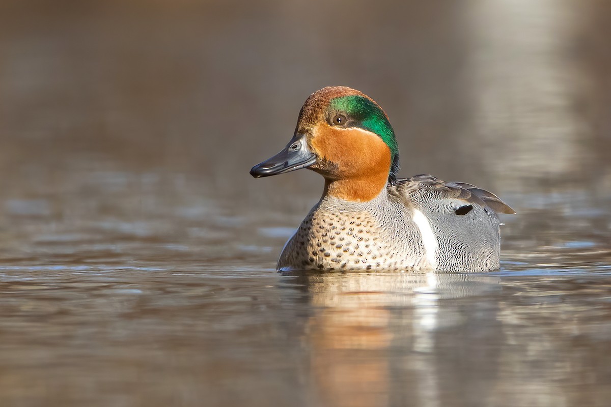 Green-winged Teal - ML318013491