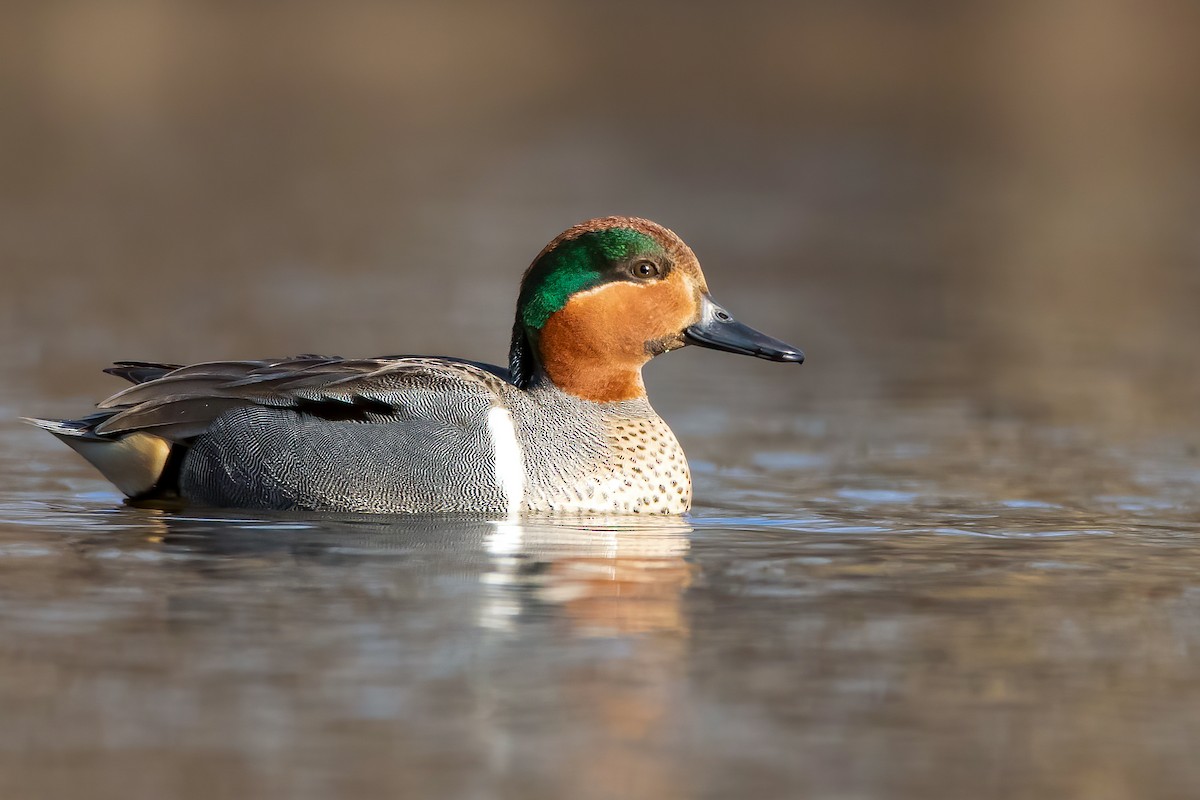 Green-winged Teal - ML318013521
