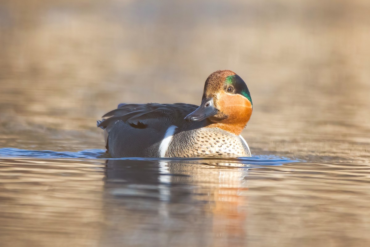 Green-winged Teal - ML318013531