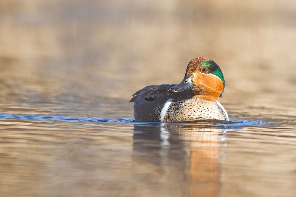 Green-winged Teal - ML318013561