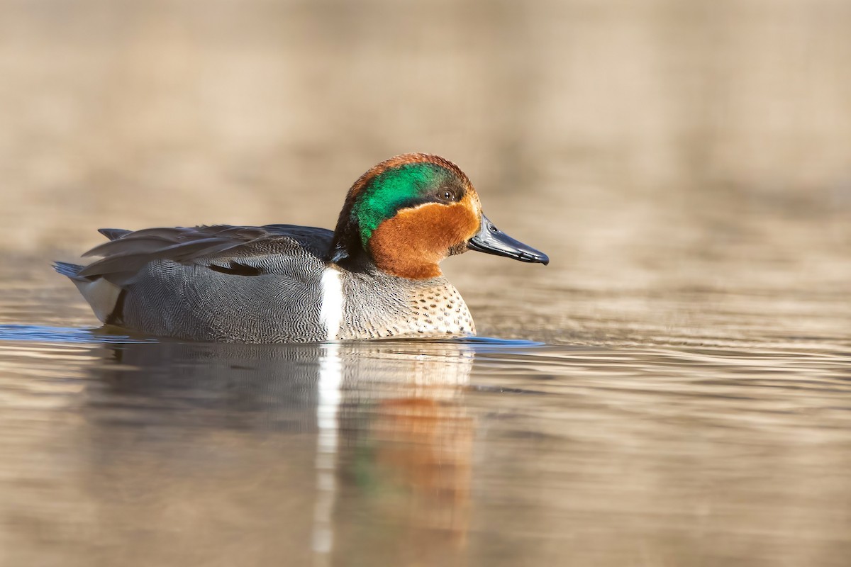 Green-winged Teal - ML318013571