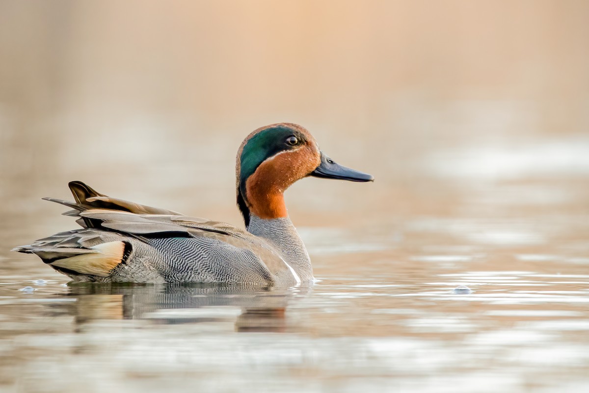 Green-winged Teal - ML318013591