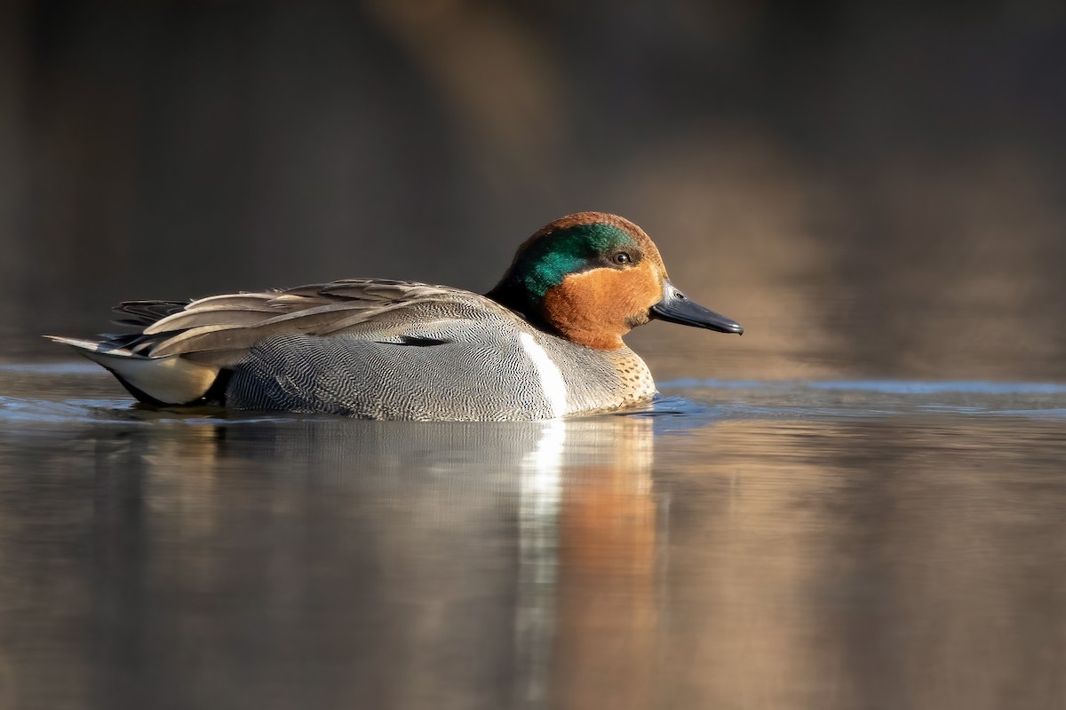 Green-winged Teal - ML318013611