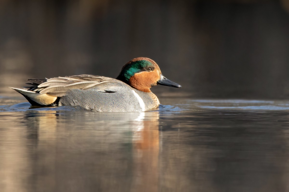 Green-winged Teal - ML318013621