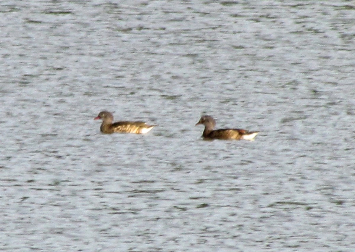 Mandarin Duck - ML31801371