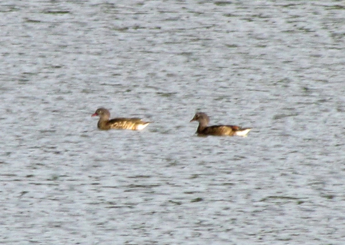 Mandarin Duck - ML31801371