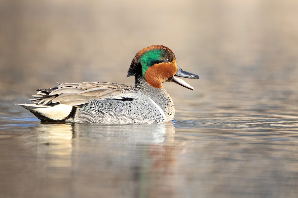 Green-winged Teal - ML318013751