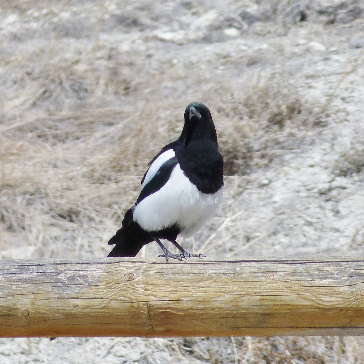 Black-billed Magpie - ML318013861