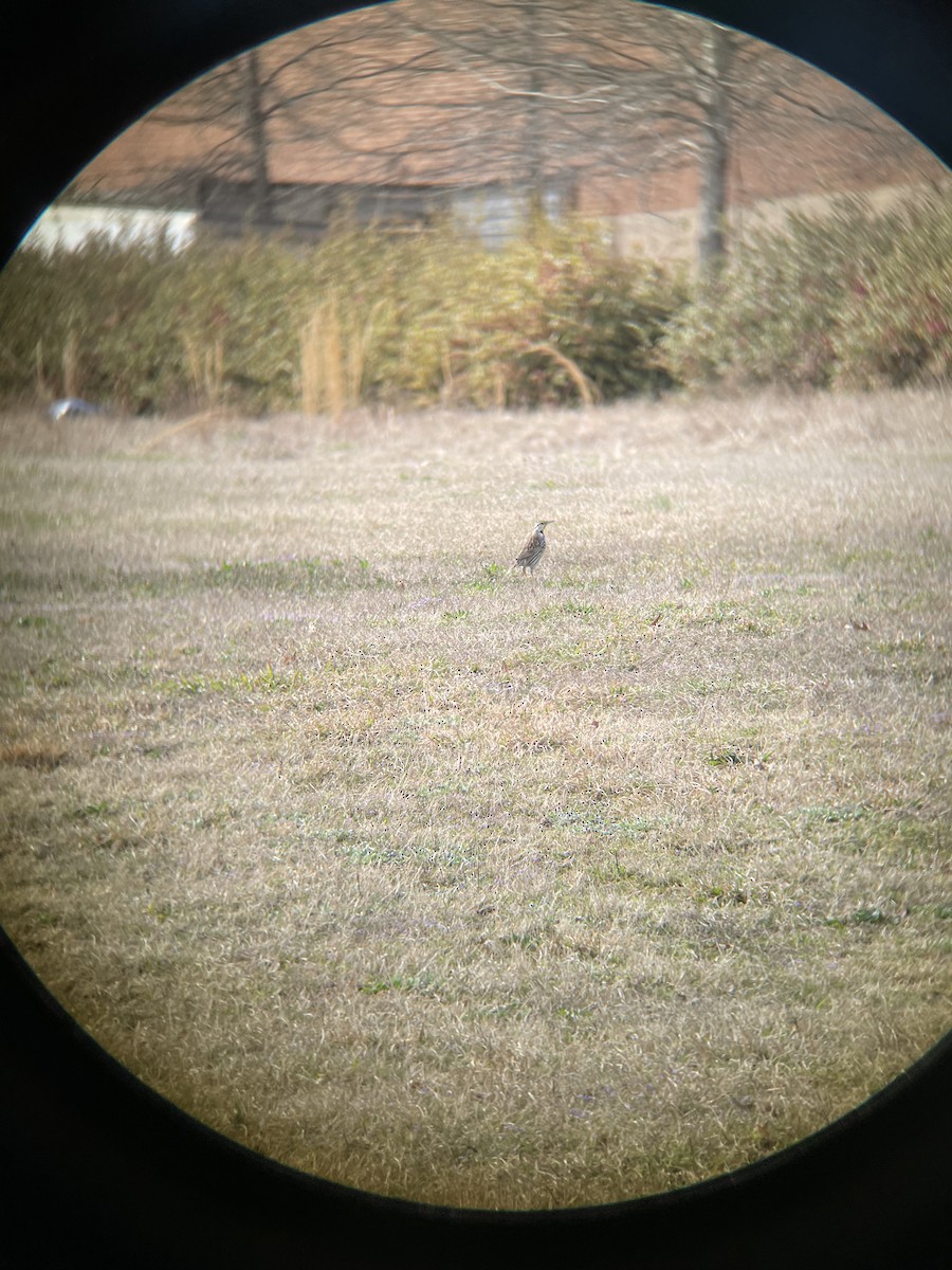 Eastern Meadowlark - ML318014261