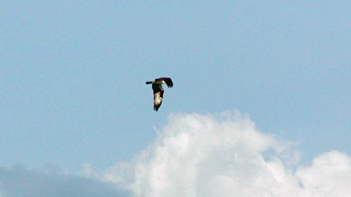 Águila Pescadora - ML318014891