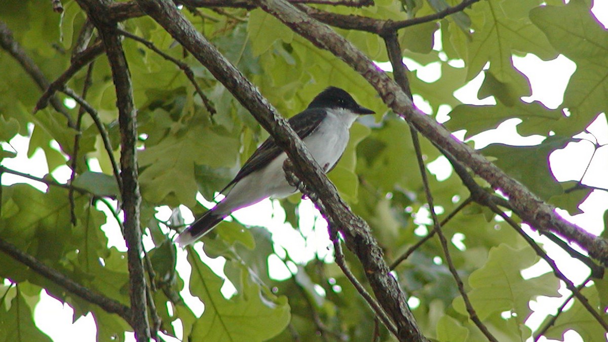 Eastern Kingbird - ML318015101