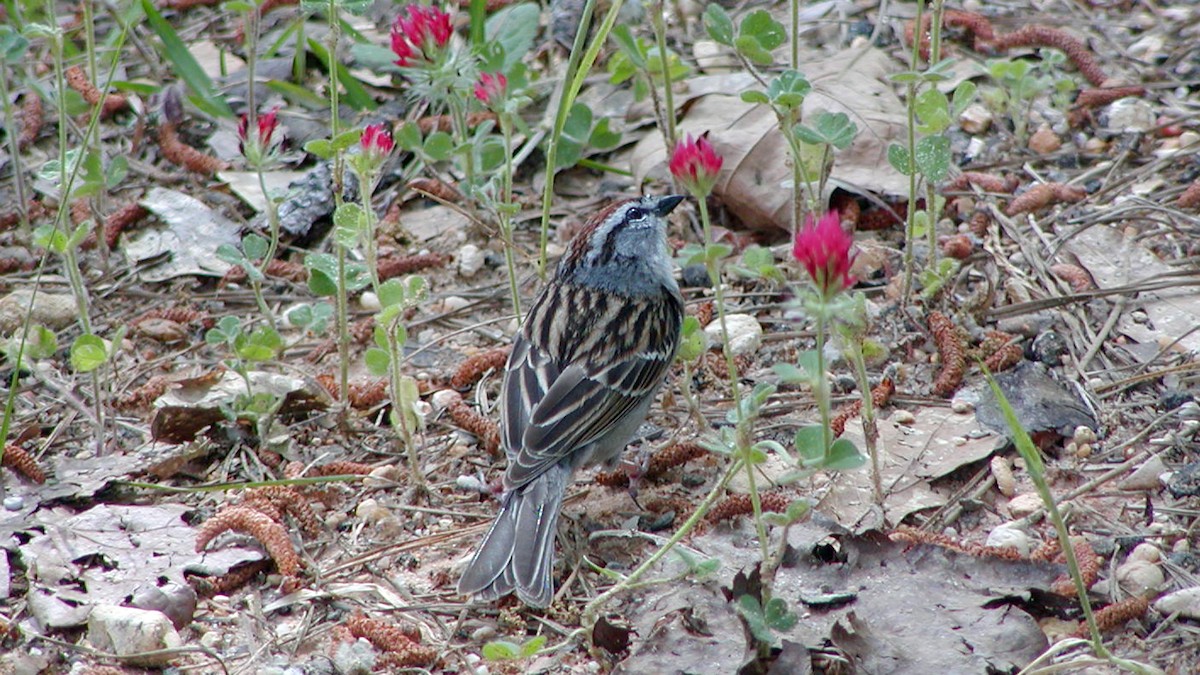 Chipping Sparrow - ML318015161