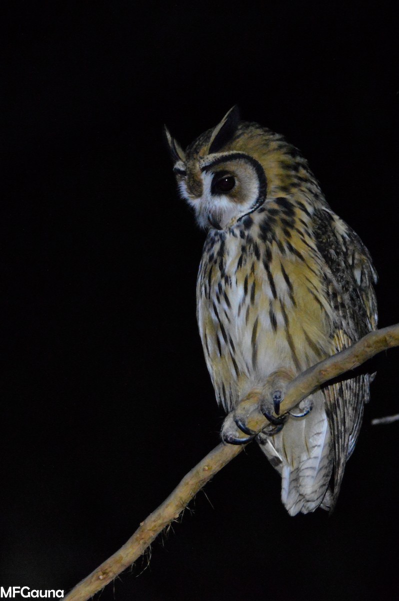 Striped Owl - Maria Fernanda Gauna