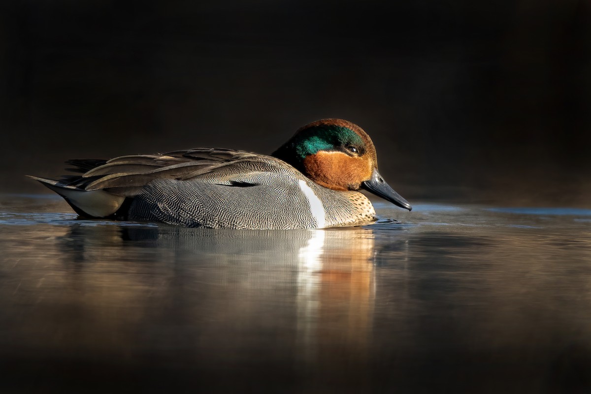 Green-winged Teal - ML318017171