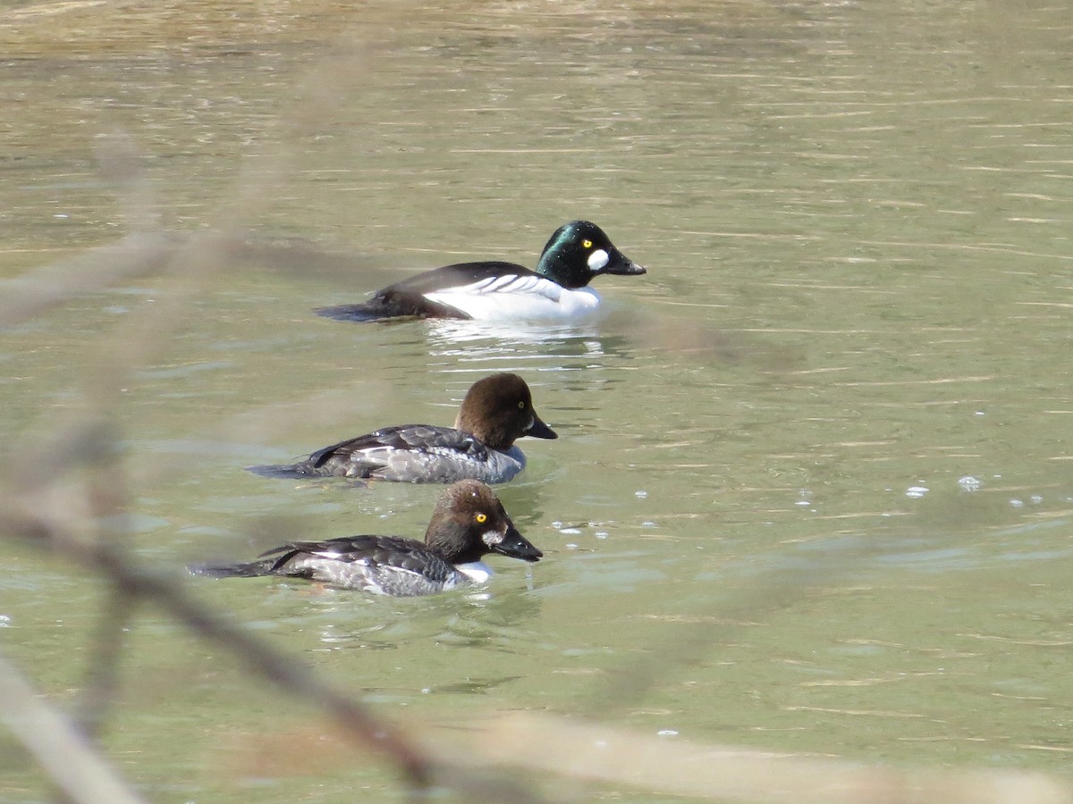 Common Goldeneye - ML318017501