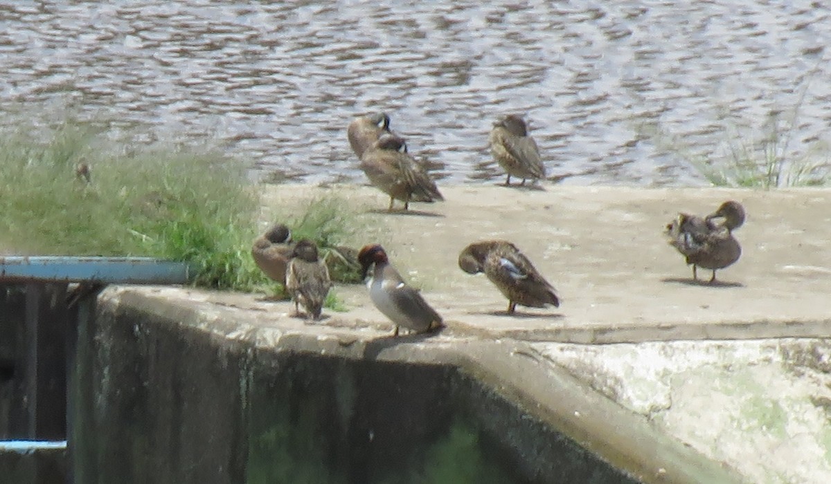 Green-winged Teal (American) - ML318018251