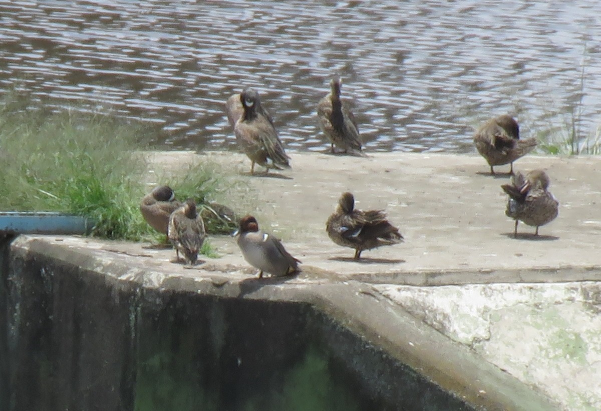 Green-winged Teal (American) - Edison🦉 Ocaña