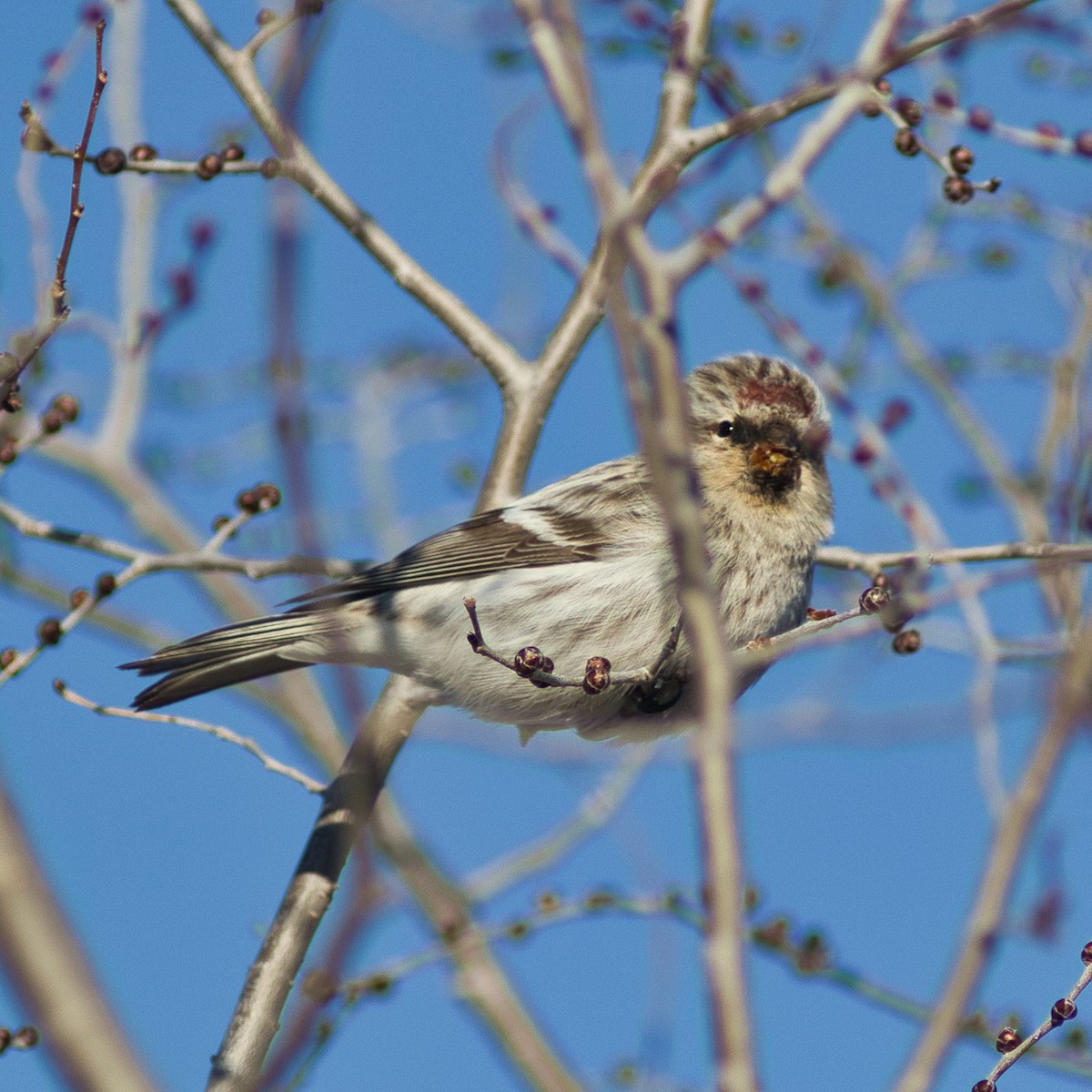 Hoary Redpoll - ML318018431