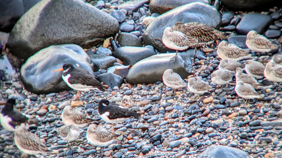 polarsnipe - ML318018481