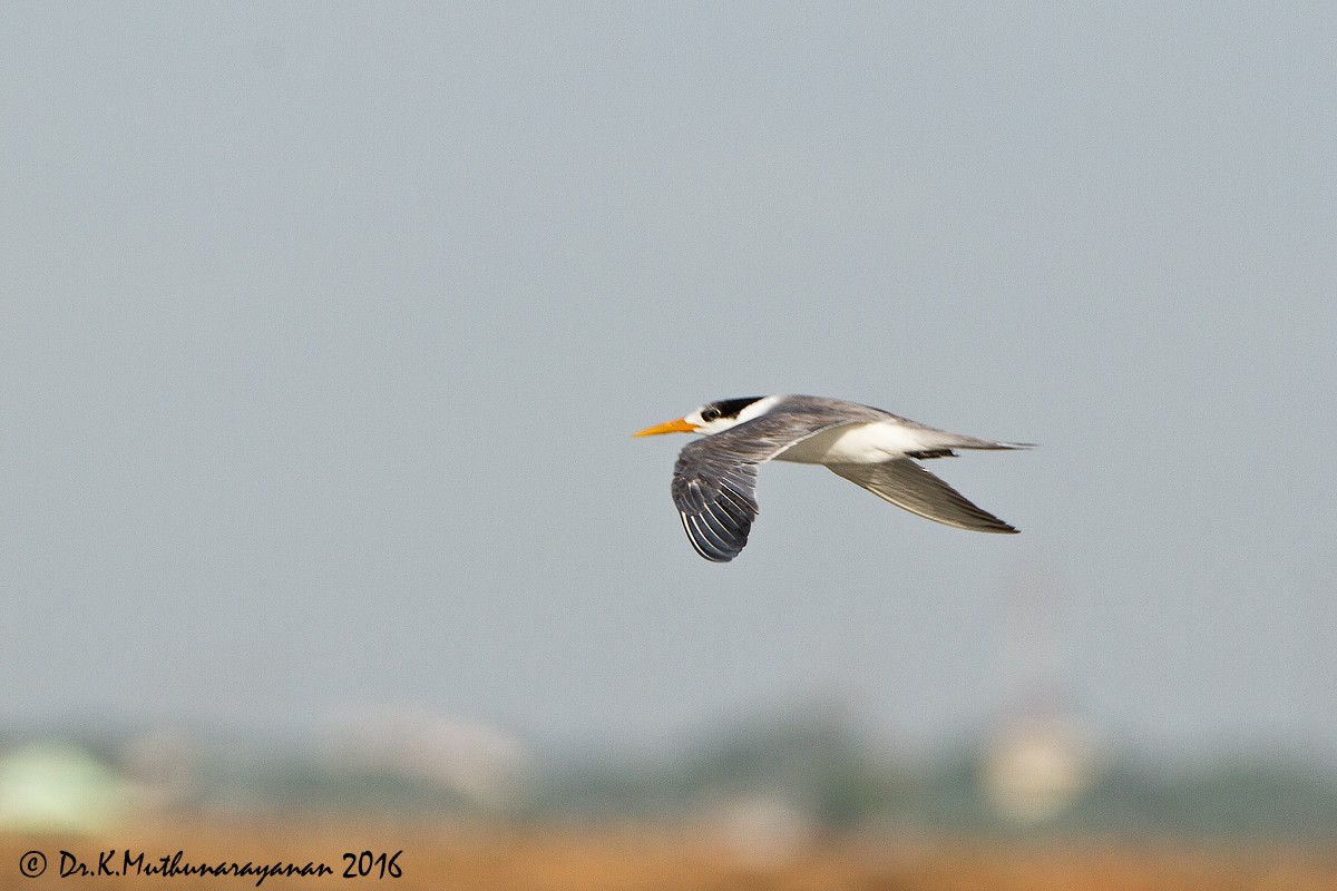 rybák oranžovozobý - ML31801871