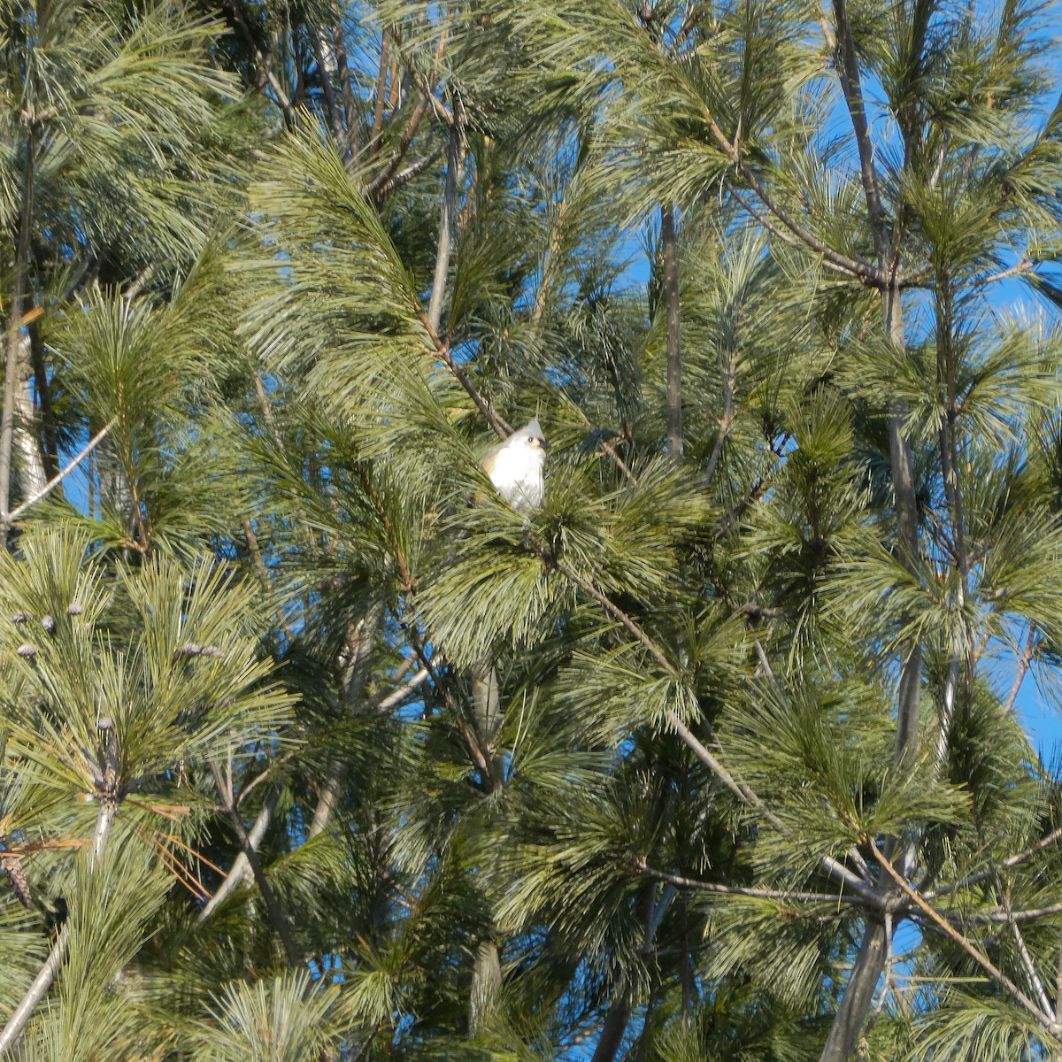 Tufted Titmouse - ML318018841