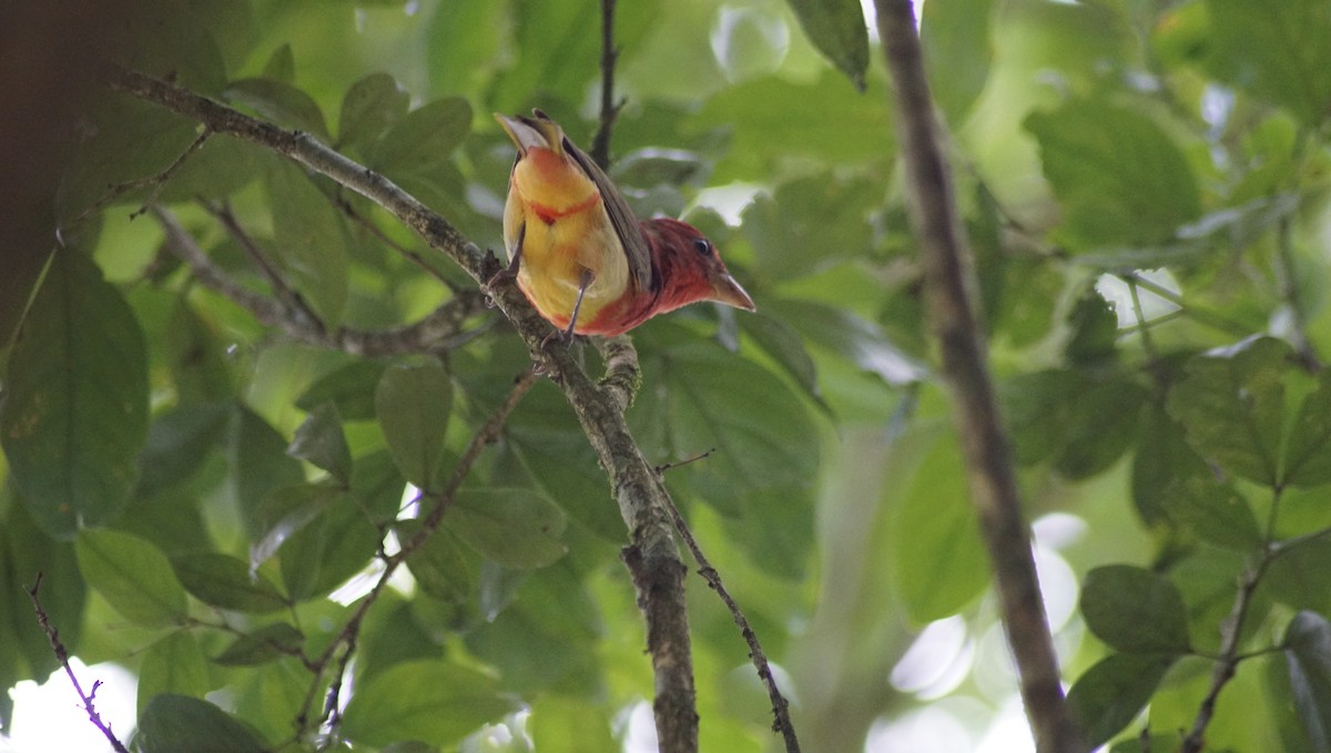 Summer Tanager - Sonia  Canales