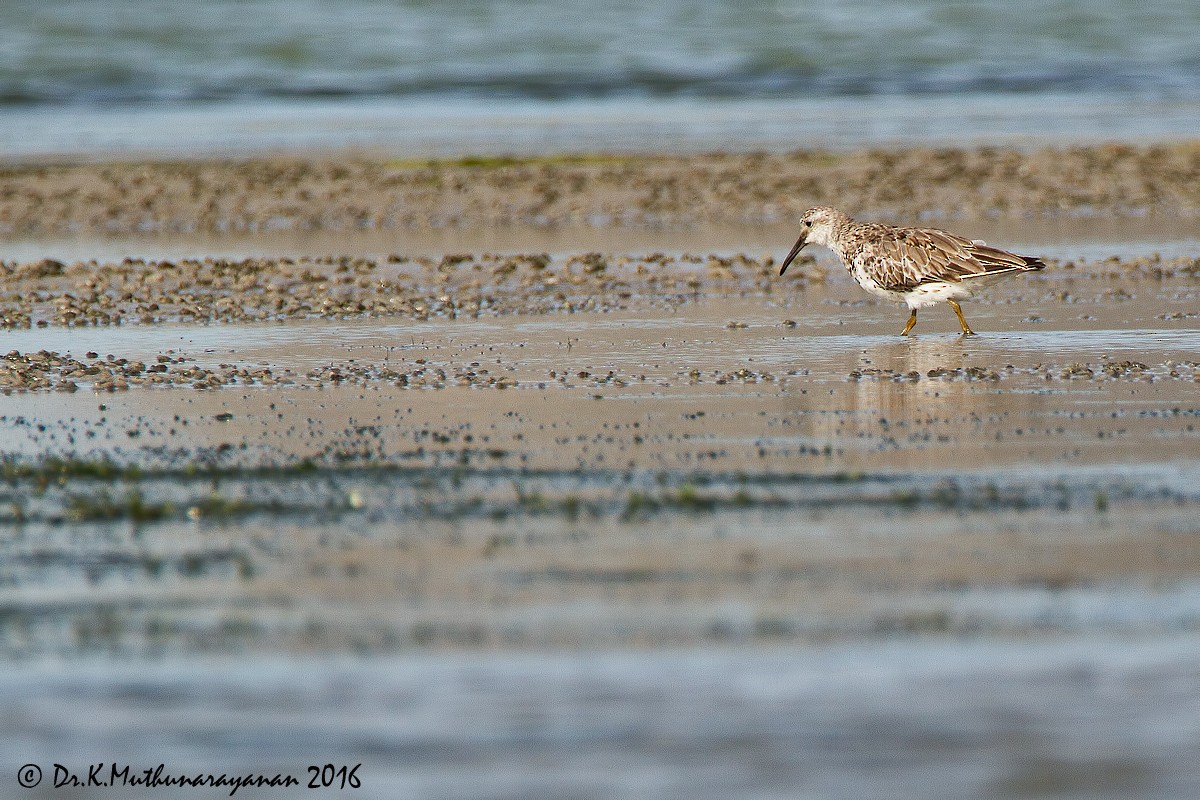 jespák velký - ML31801901