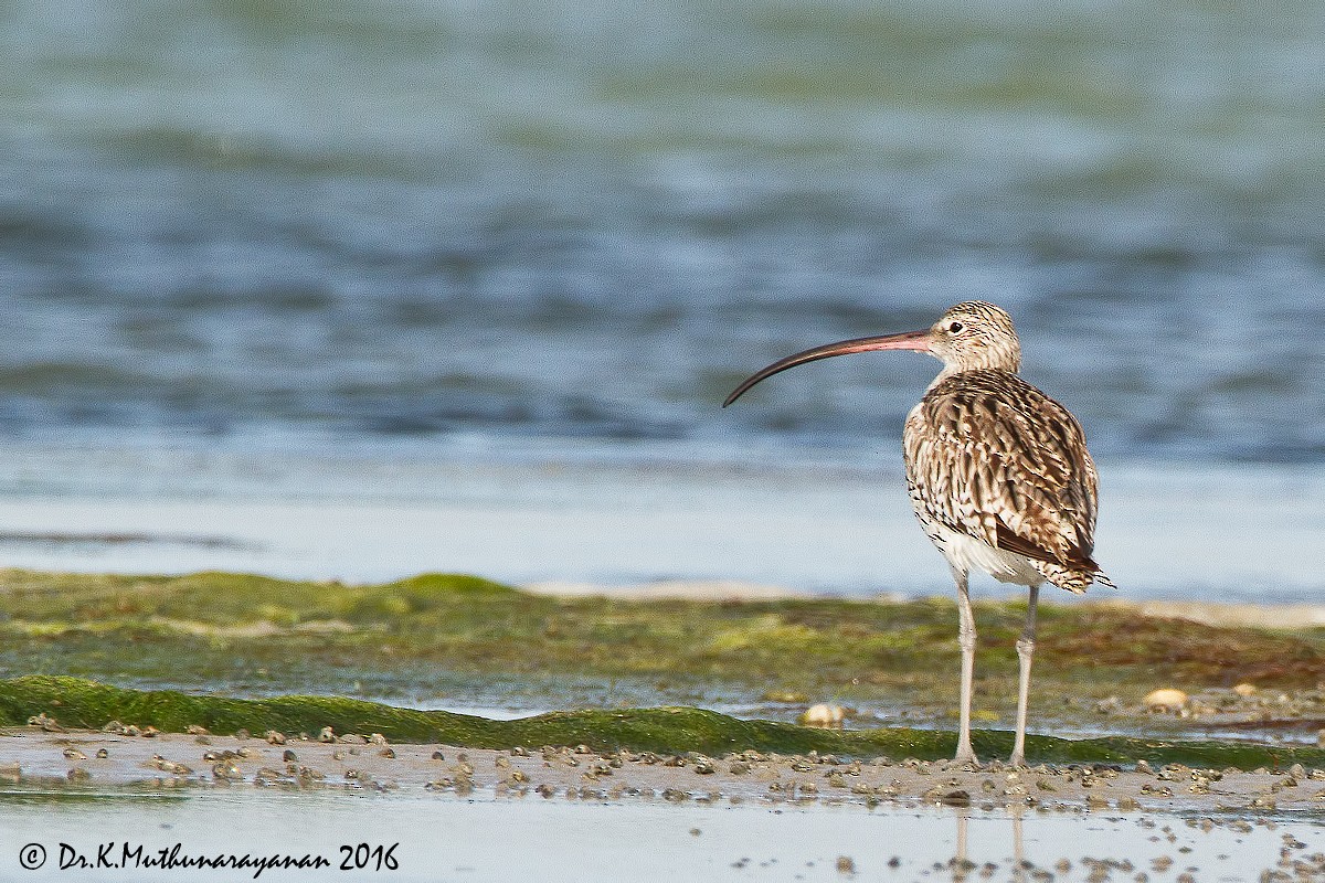 koliha velká - ML31801941