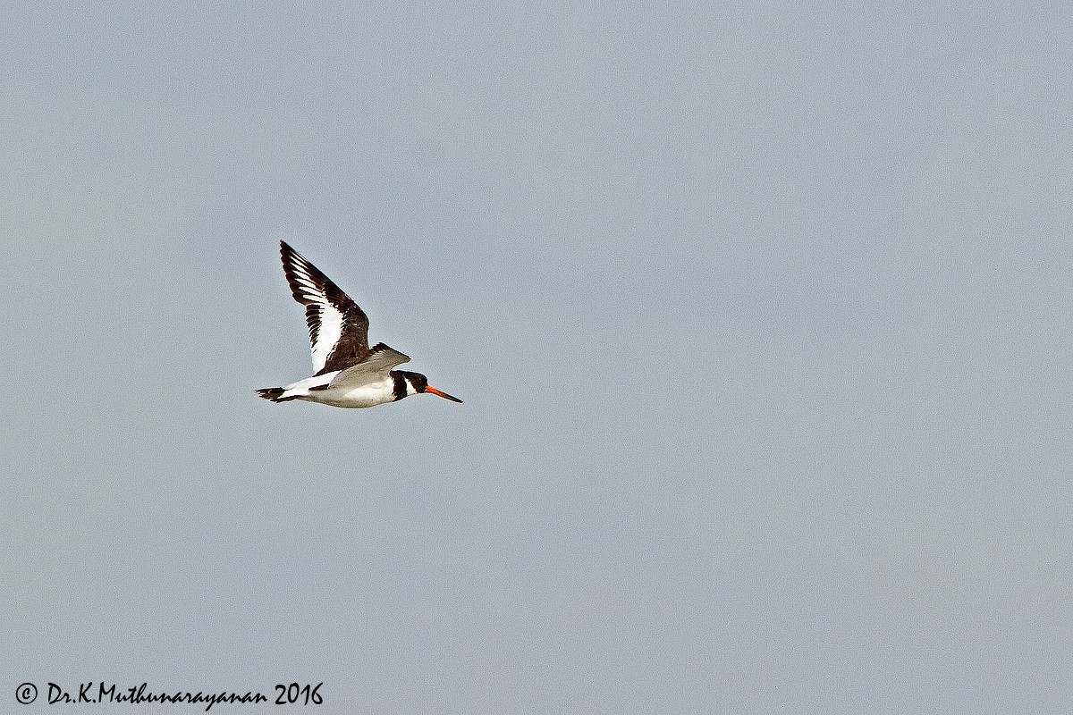 ústřičník velký - ML31802021