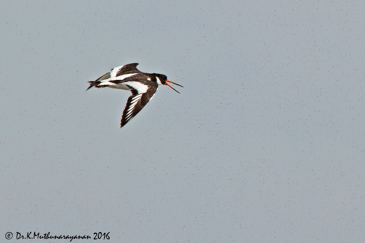 ústřičník velký - ML31802031