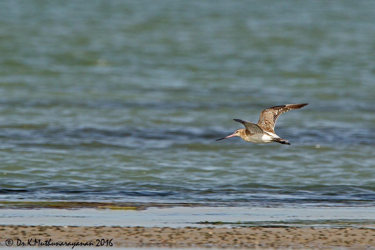 břehouš rudý - ML31802041