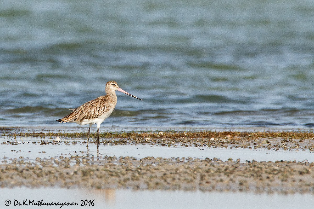 břehouš rudý - ML31802051