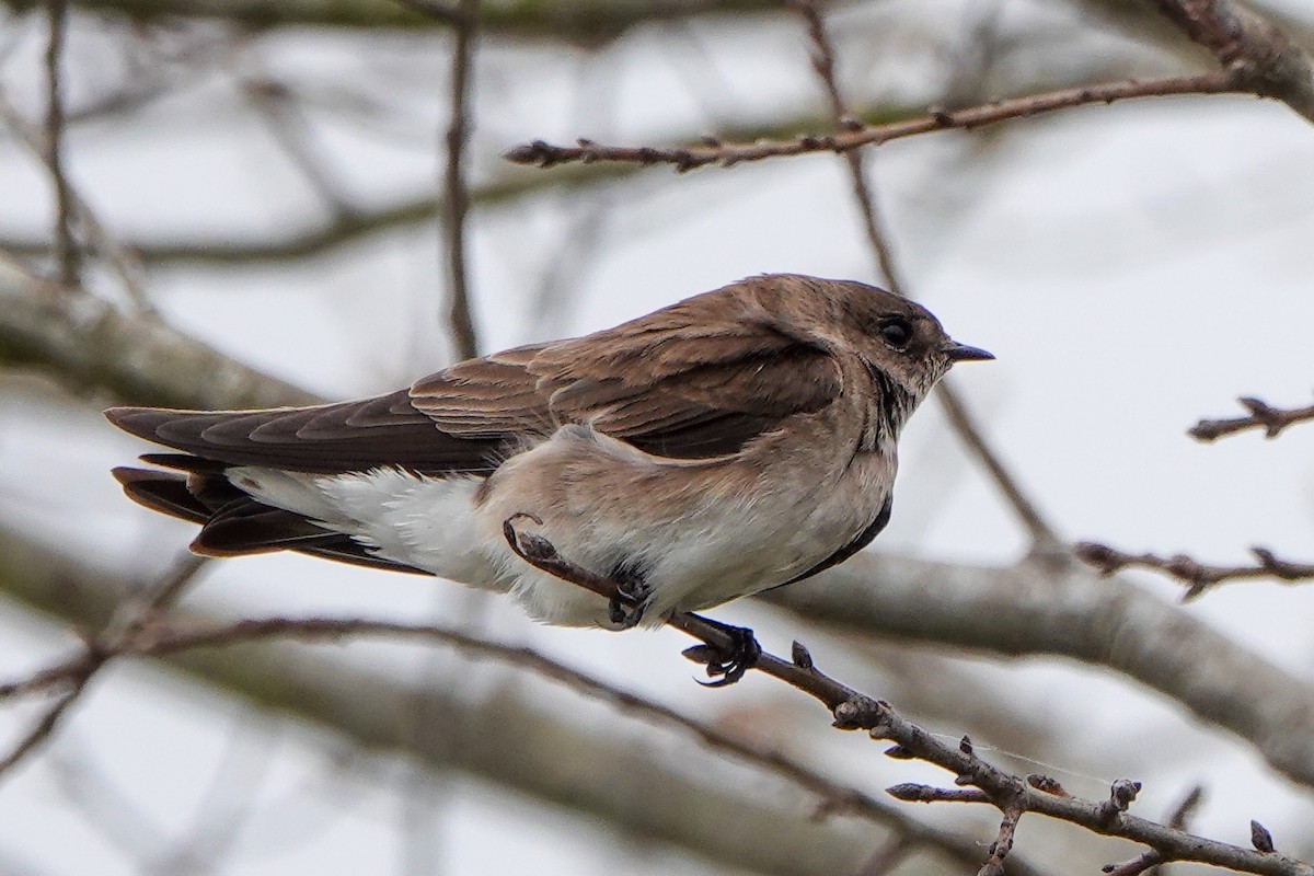 Northern Rough-winged Swallow - ML318020711