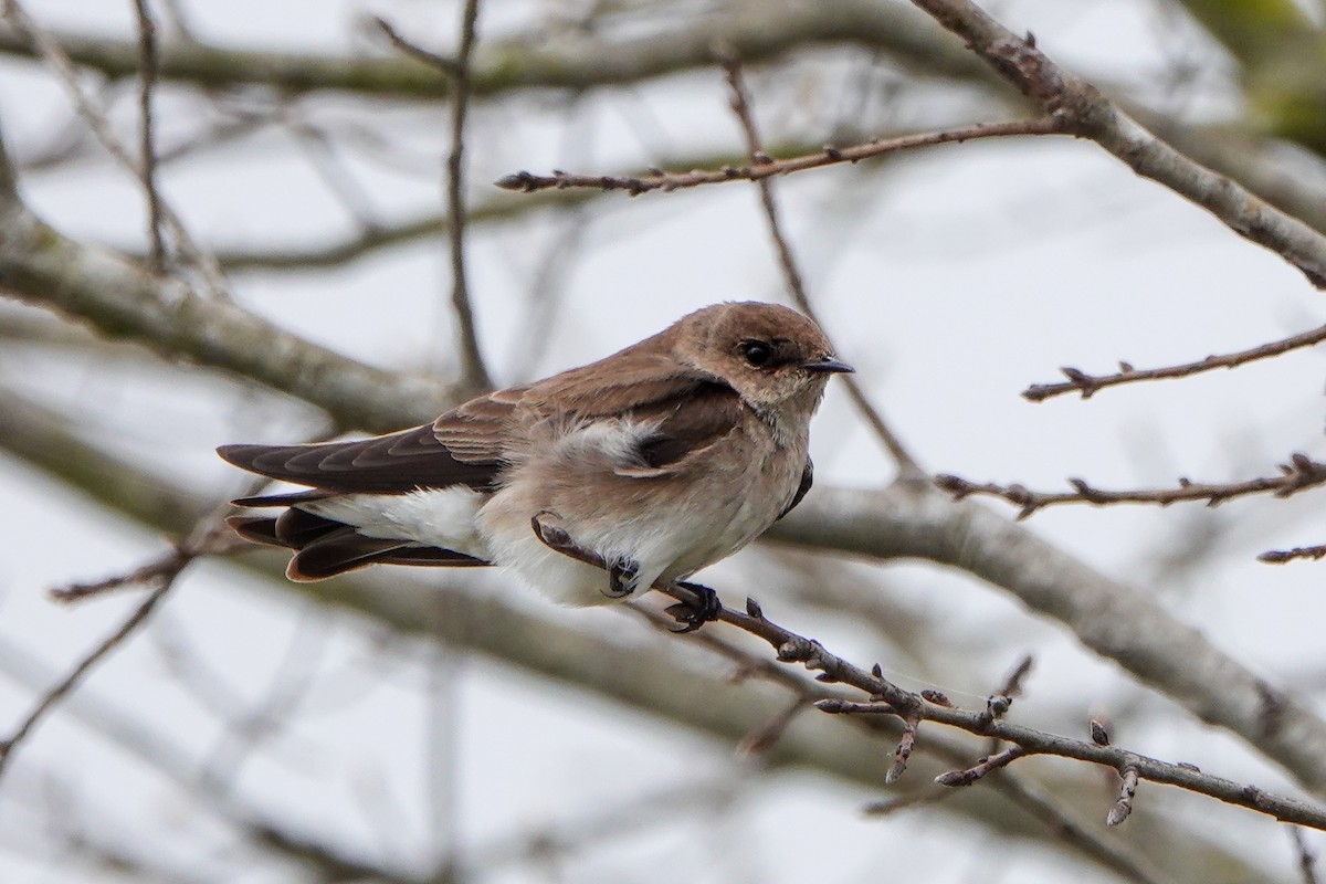 Northern Rough-winged Swallow - ML318020721